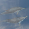 dauphin sous la surface parc de Port-Cros