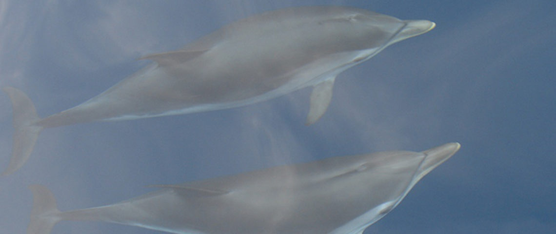 dauphin sous la surface parc de Port-Cros