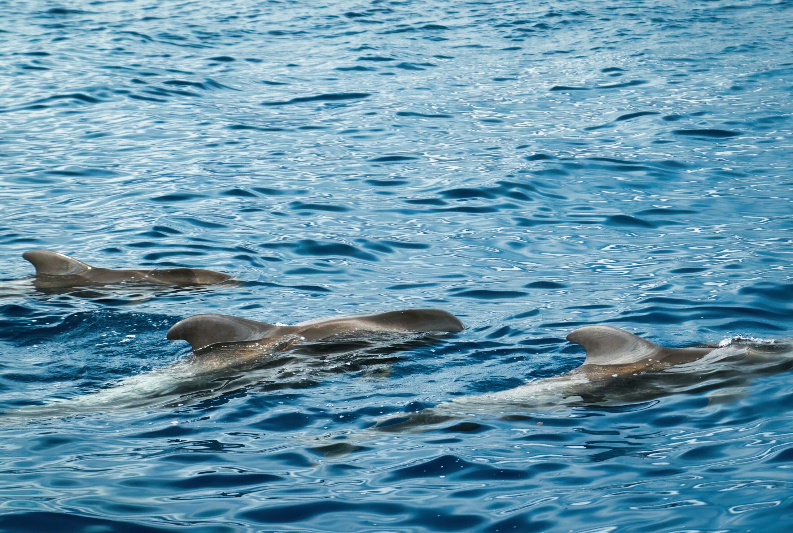 Dauphins, îles Canaries